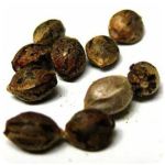 Семена марихуаны АК-47 (Seeds AK-47) в Буйнакске Семена марихуаны АК-47 (Seeds AK-47) в Буйнакске